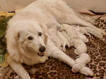 Maremma Puppies for Livestock Guardians