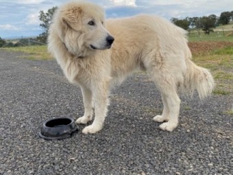 Maremma Puppies for Livestock Guardians