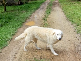 Maremma Puppies for Livestock Guardians
