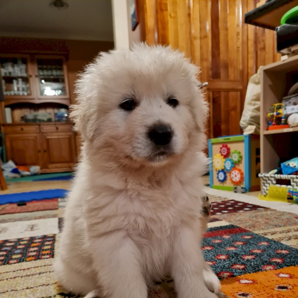 Maremma Puppies for Livestock Guardians