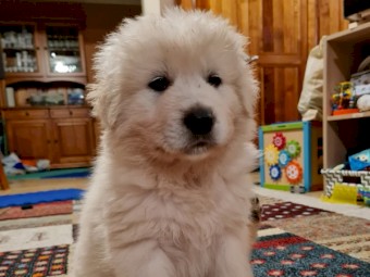 Maremma Puppies for Livestock Guardians