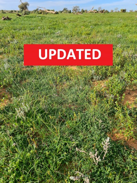 Agistment available - 20km west of Wentworth NSW 2648