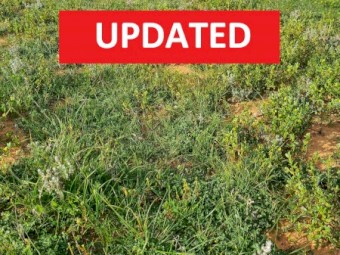 Agistment available - 20km west of Wentworth NSW 2648