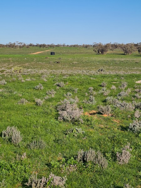 Agistment available for approximately 2,000 head sheep, 60km northwest of Mildura
