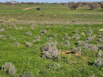Agistment available for approximately 2,000 head sheep, 60km northwest of Mildura