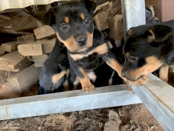 Kelpie pups