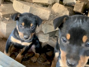 Kelpie pups