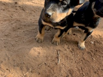 Kelpie pups