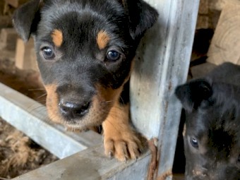 Kelpie pups
