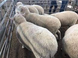 Merino Meat And Wool Sheep for sale