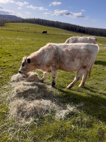 X5 Speckle Park x Steers