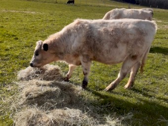 X5 Speckle Park x Steers