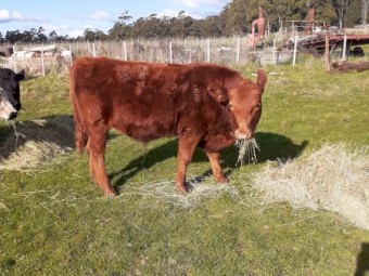 X5 Speckle Park x Steers