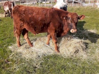 X5 Speckle Park x Steers