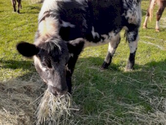 X5 Speckle Park x Steers