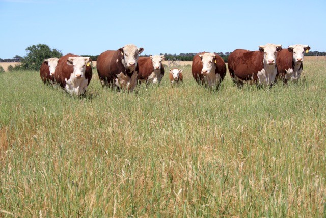 WANTED Cattle Agistment