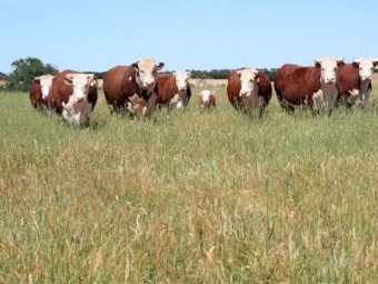 WANTED Cattle Agistment