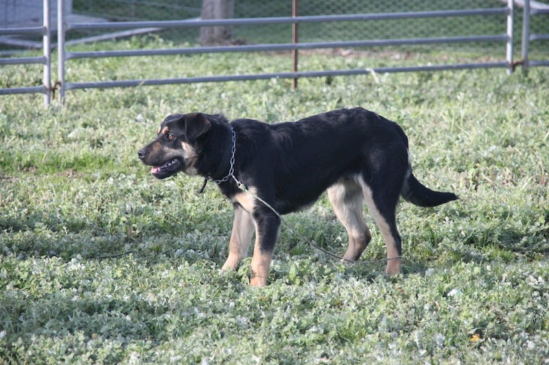 Kelpie X Border Collie Sheep dog