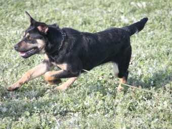 Kelpie X Border Collie Sheep dog