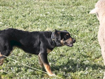 Kelpie X Border Collie Sheep dog