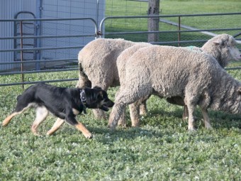 Kelpie X Border Collie Sheep dog
