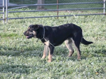 Kelpie X Border Collie Sheep dog
