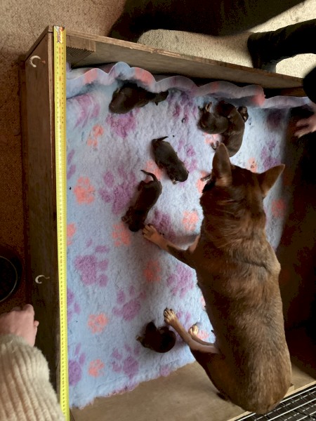 Noonbarra Kelpie Pups