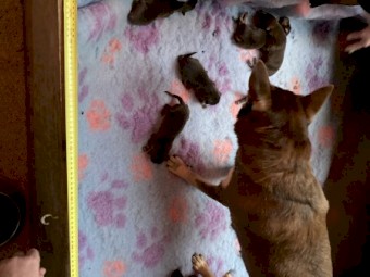 Noonbarra Kelpie Pups