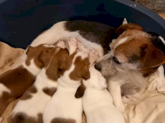 Purebred Reg Jack Russell Puppies