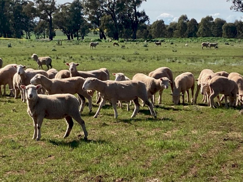 WANTED Agistment  for Lambs