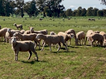 WANTED Agistment  for Lambs