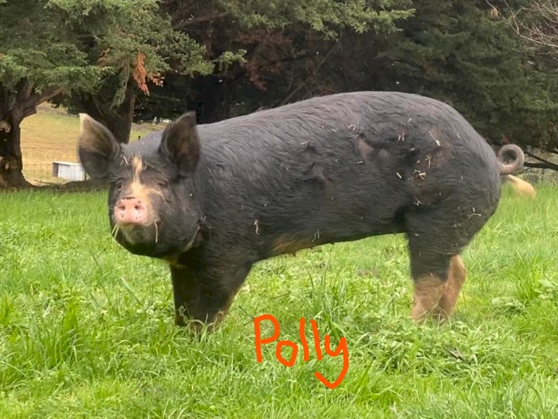 Berkshire - Purebred, Freerange, Registered Breeder, tame
