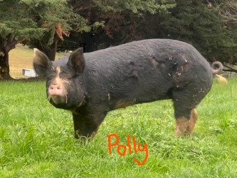 Berkshire - Purebred, Freerange, Registered Breeder, tame