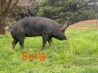 Berkshire - Purebred, Freerange, Registered Breeder, tame