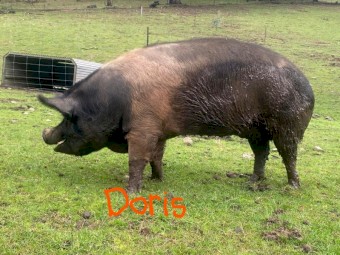 Berkshire - Purebred, Freerange, Registered Breeder, tame