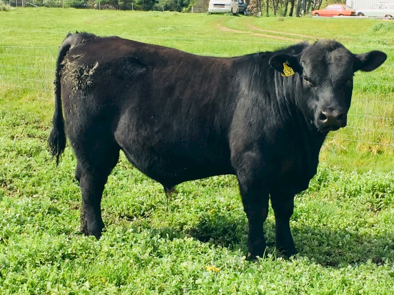 Angus yearling Bull