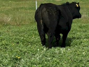 Angus yearling Bull