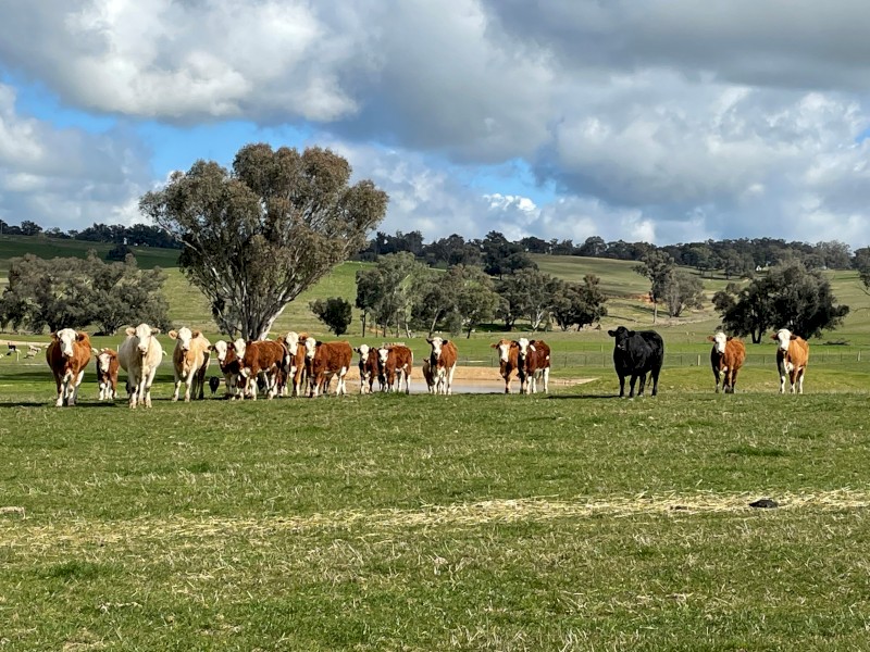 WANTED Rural land to lease  