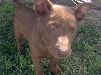 Koolie x Border Collie Pups