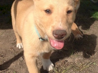 Koolie x Border Collie Pups