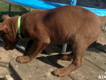 Koolie x Border Collie Pups