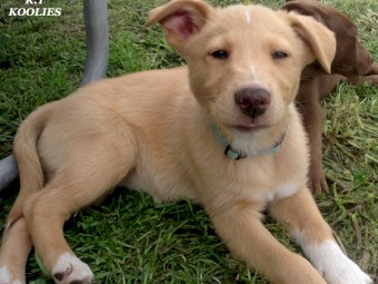 Koolie x Border Collie Pups