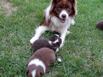 Purebred border collie pups
