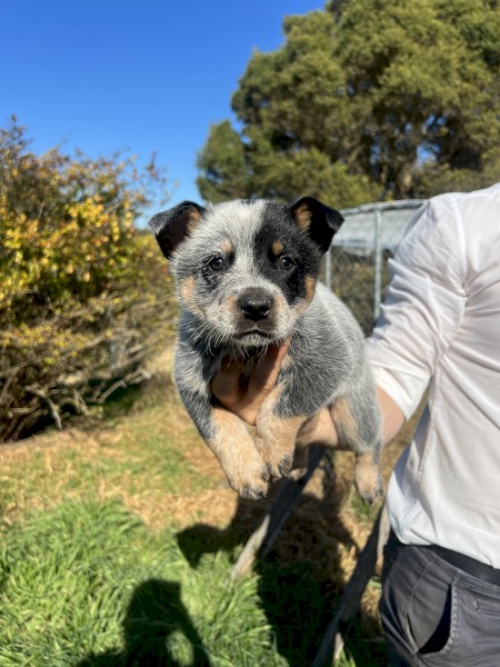 Blue Heeler pups