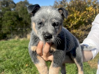 Blue Heeler pups