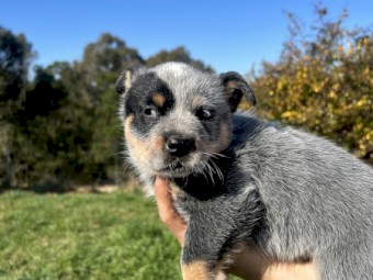 Blue Heeler pups