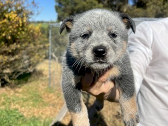 Blue Heeler pups