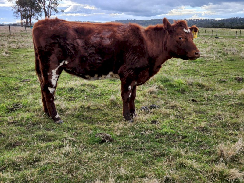 2 x Shorthorn cross heifers PTIC