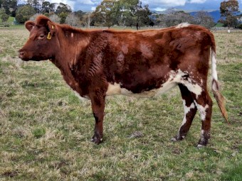 2 x Shorthorn cross heifers PTIC