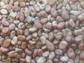 120mt Samira Faba Beans